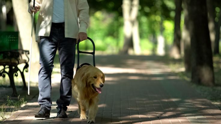 Mann med førerhund går tur.