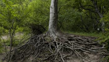 Bilde av et stort grønt tre med lange, kaotiske røtter