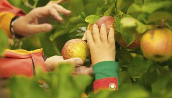 En gammel og en ung hånd som plukker epler fra et tre